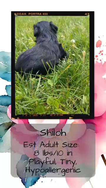 Shiloh in Goshen, Indiana