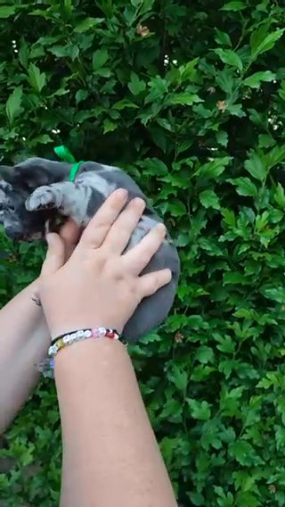 Snoopy Boy French Bulldog Puppies in Renton, Washington