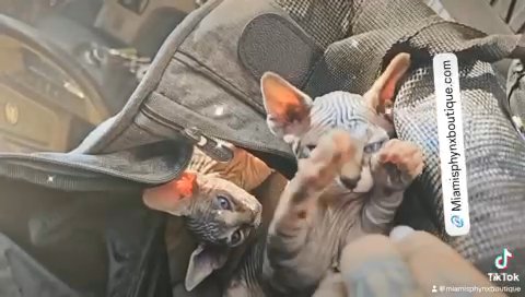 Baby Sphynx Kittens in Los Angeles, California