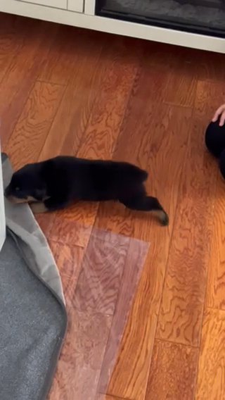 Rottweiler Puppies in Albuquerque, New Mexico