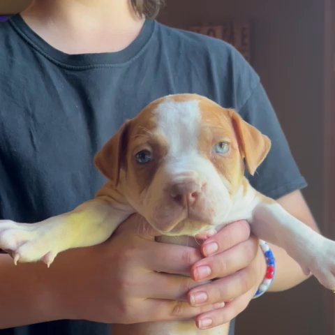 XL BULLY in Cambridge, Maryland