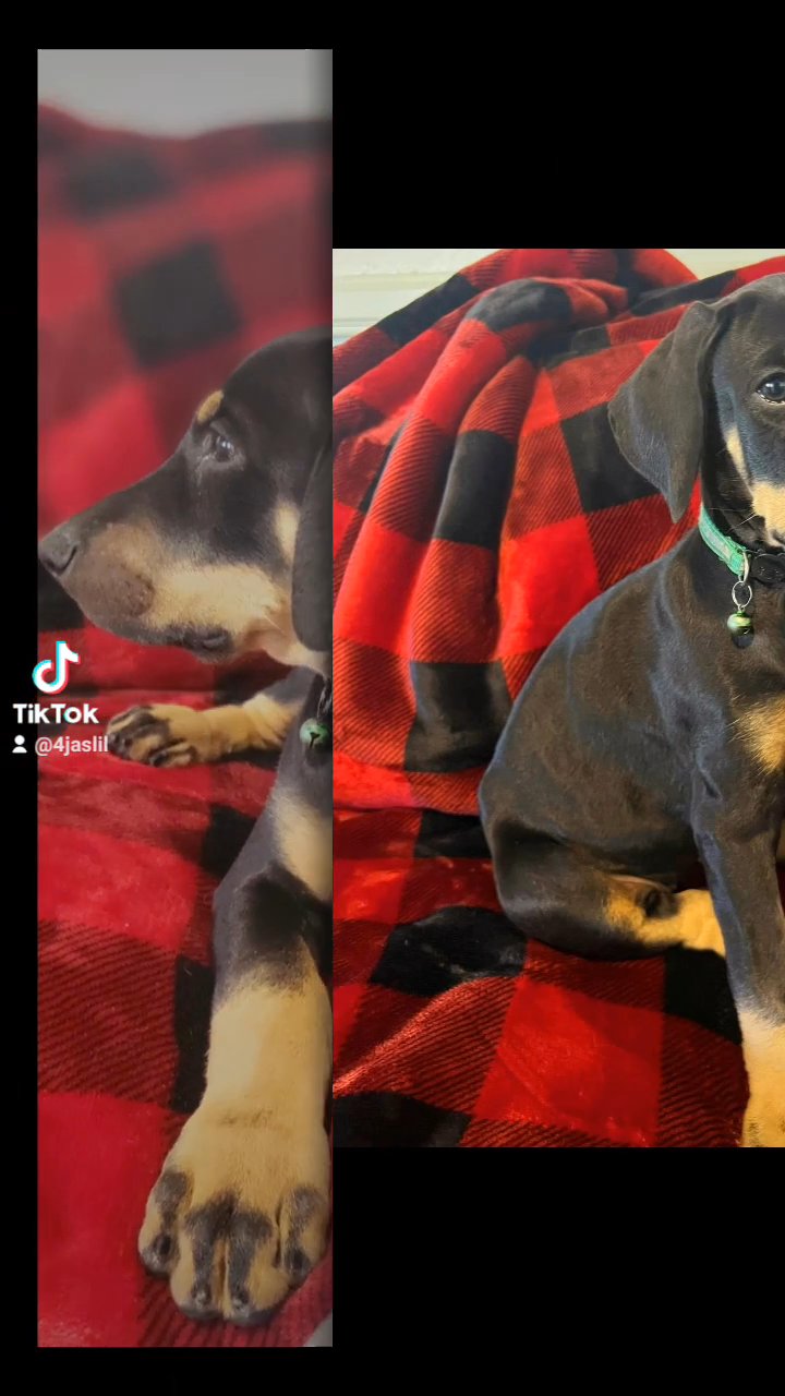 7 week old doberman pup in Los Angeles, California