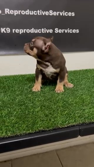 Chocolate Tri female in Phoenix, Arizona