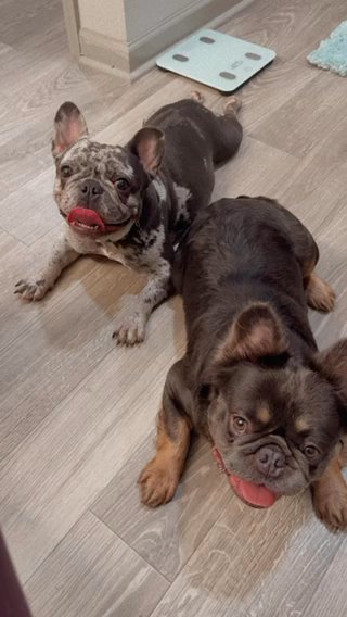 FOR SALE!! Merle French Bulldog & Fluffy french bulldog in Charlotte, North Carolina