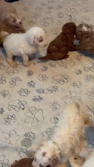 Mini Poodles in Tulsa, Oklahoma