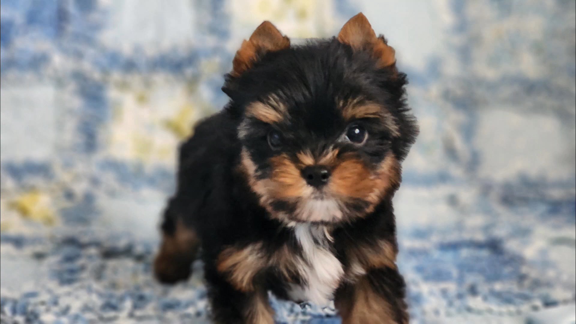 Tiny Asher in Chicago, Illinois
