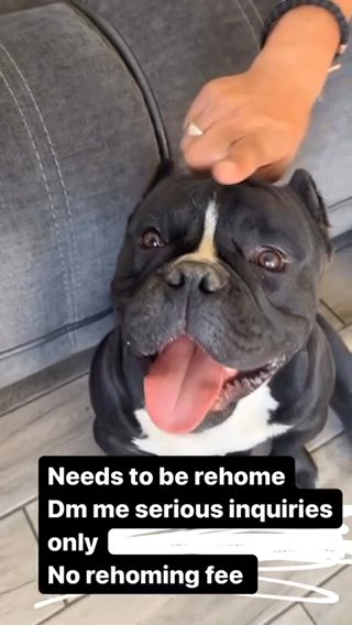 Rehoming in Los Angeles, California