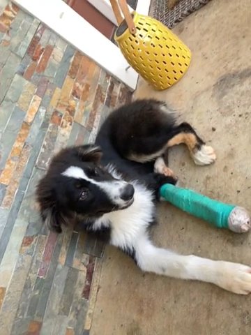 Australian Sheperd in Milton, Florida