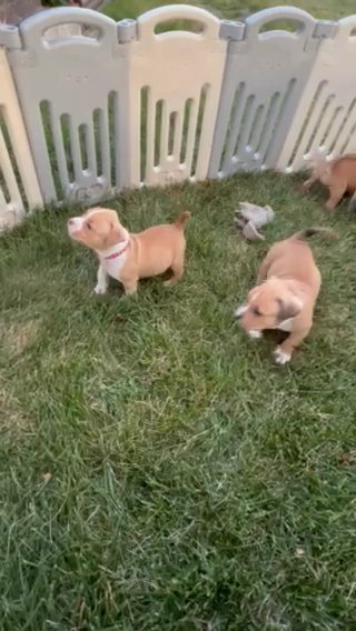 American Bully Male in Akron, Ohio