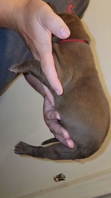 Chocolate male Red collar great dane akc in Sandusky, Ohio
