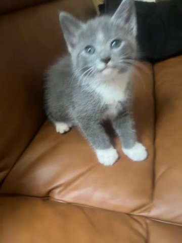 Grey Semi- Fluffy Girl Kitten in Manassas Park, Virginia
