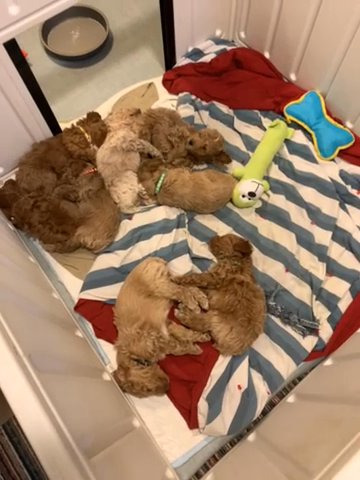Miniature Poodle Puppies in Columbus, Nebraska