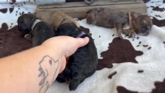 2 Male Cocker Spaniels in Lehigh Acres, Florida