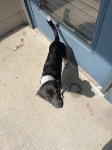 Chihuahua in Pearland, Texas