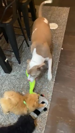 Male Toy Poodle in Atlanta, Georgia