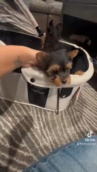Yorkie Pups in New York City, New York