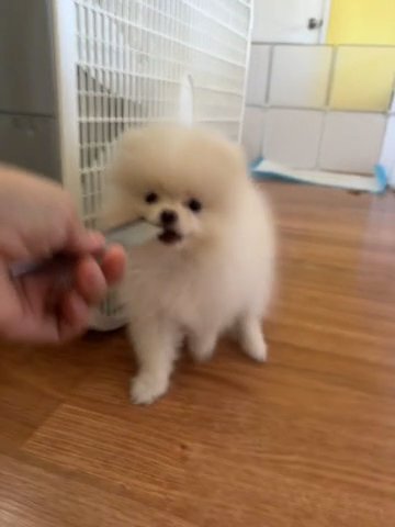 Pom in Los Angeles, California