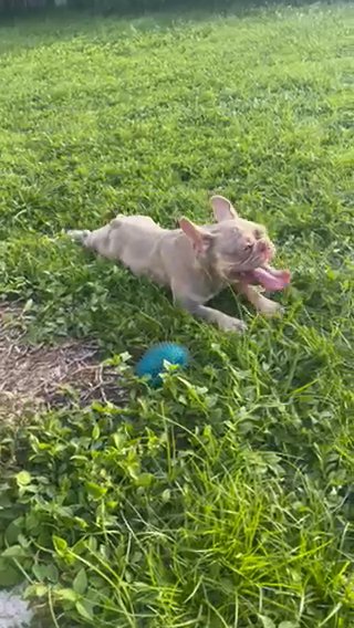 Newshade and Tan Frenchie in Fort Lauderdale, Florida