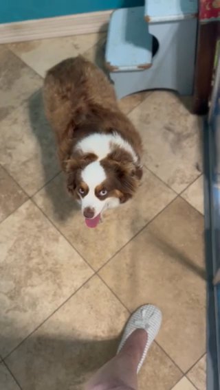 BMF Toy Aussie ASDR in Houston, Texas