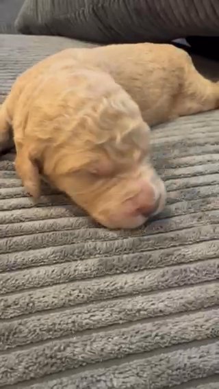 Goldendoodle Pups in St. Louis, Missouri