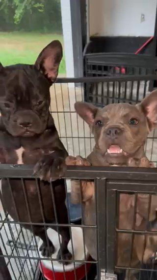 Merle French Bulldog Male in Charlotte, North Carolina