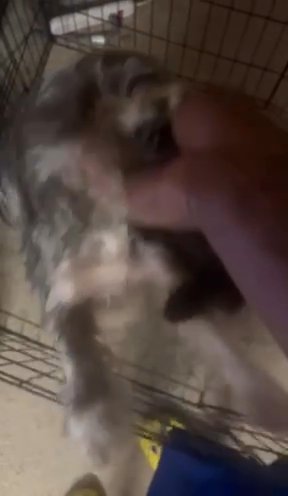 Blue Merle Yorkie And Pomeranian in Snellville, Georgia
