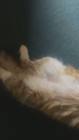 Precious Kitty Cat For Sale?? in Greenville, South Carolina