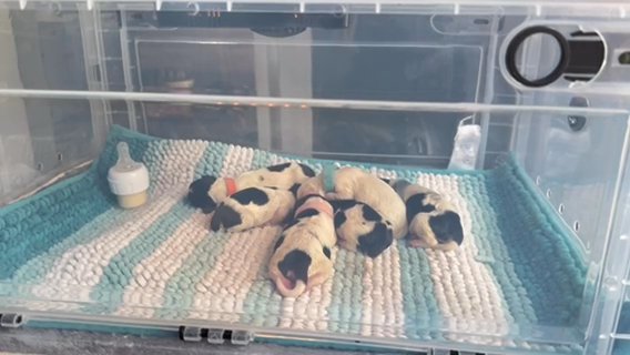 New F1 Schnoodle litter in Temple, Texas