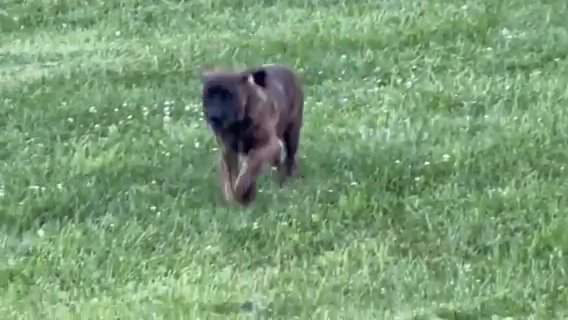 English Mastiff in Medina, Ohio