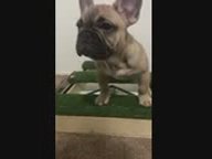 Tater in Lansing, Michigan