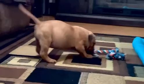 Male American Bully in Casper, Wyoming