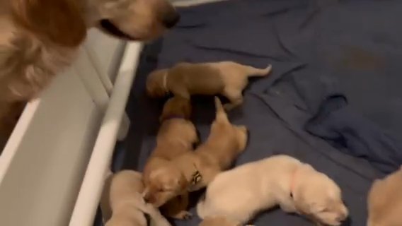 Golden retriever Puppies in Queen Creek, Arizona