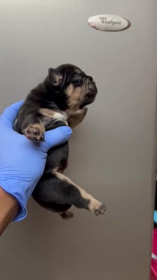 Black Tri Micro American Bully Female in Phoenix, Arizona