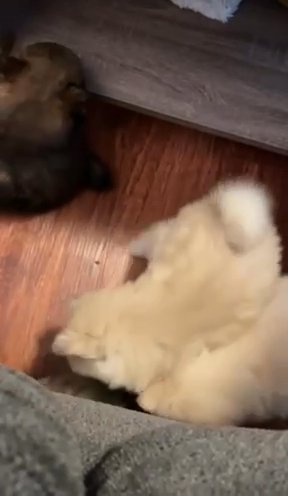 Pomky Puppies For Sale!!!! in Hamden, Connecticut