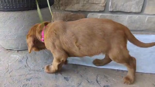 Luna (Irish Setter) in Goshen, Indiana