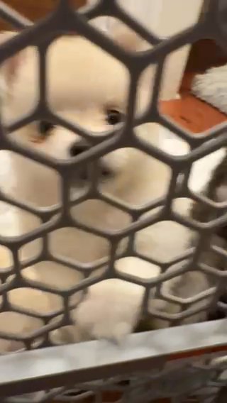 Pomsky Puppies!!! in Hamden, Connecticut