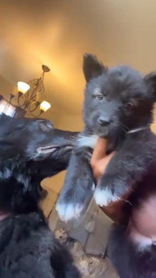 Shepherds in Los Angeles, California
