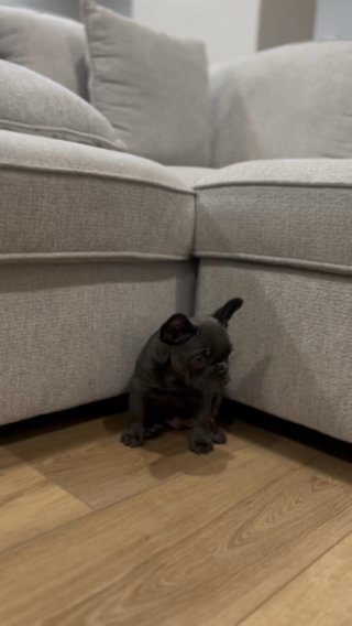 Casey - Blue Female in Greenville, Texas