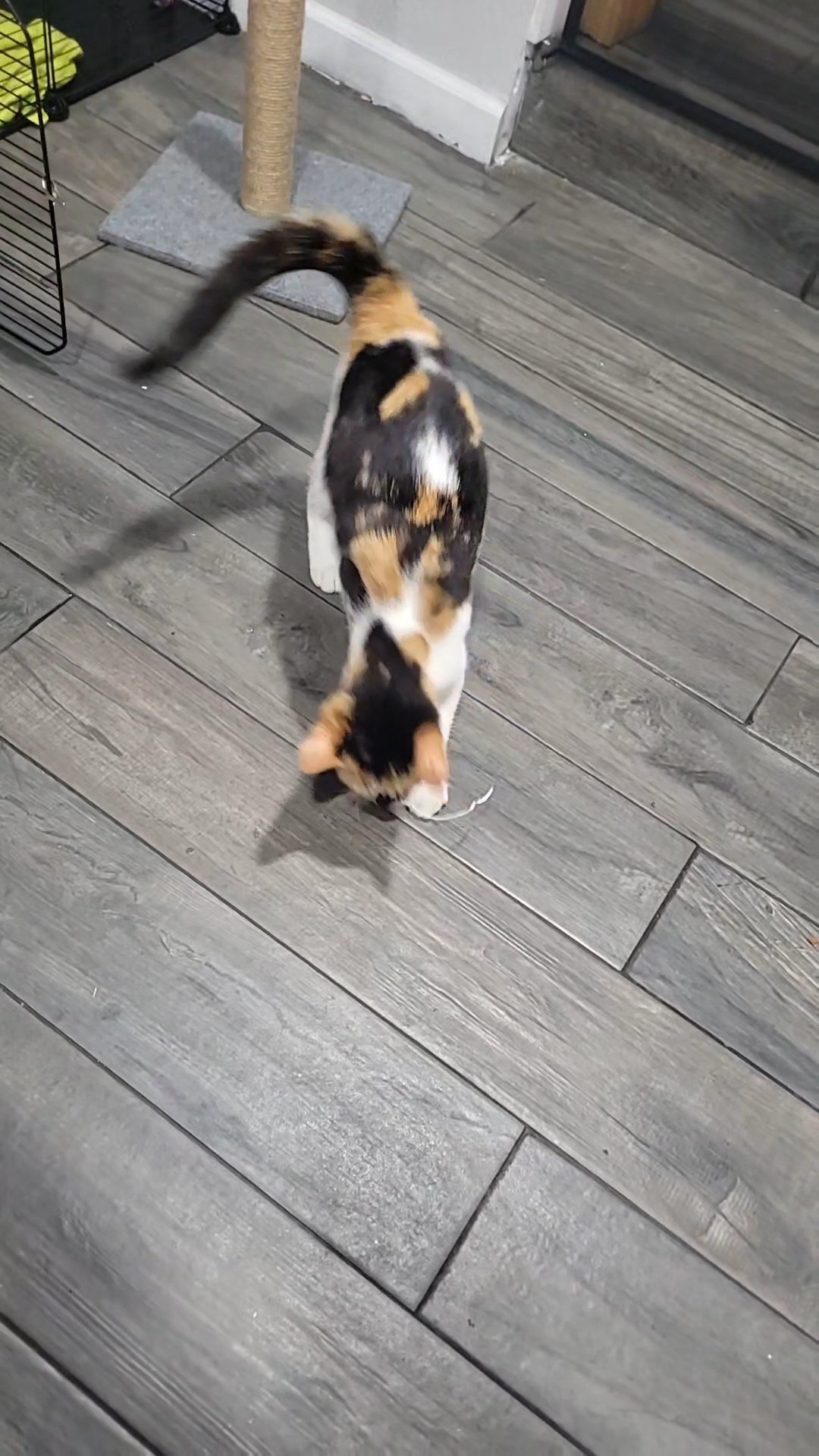 calico girl in Santa Ana, California