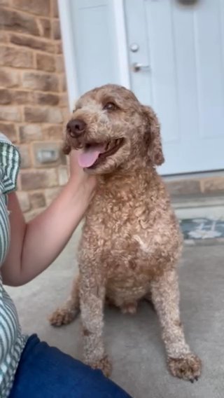 Rusty, Mini Poodle Male in Marion, Ohio