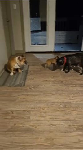 French Bulldog (merle) in Charlotte, North Carolina
