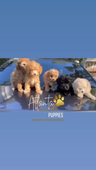 Toy Poodles in Atlanta, Georgia