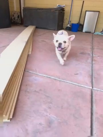 Frenchi Fluffy Platinum in Los Angeles, California