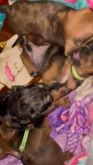 Miniature dachshund in Los Angeles, California