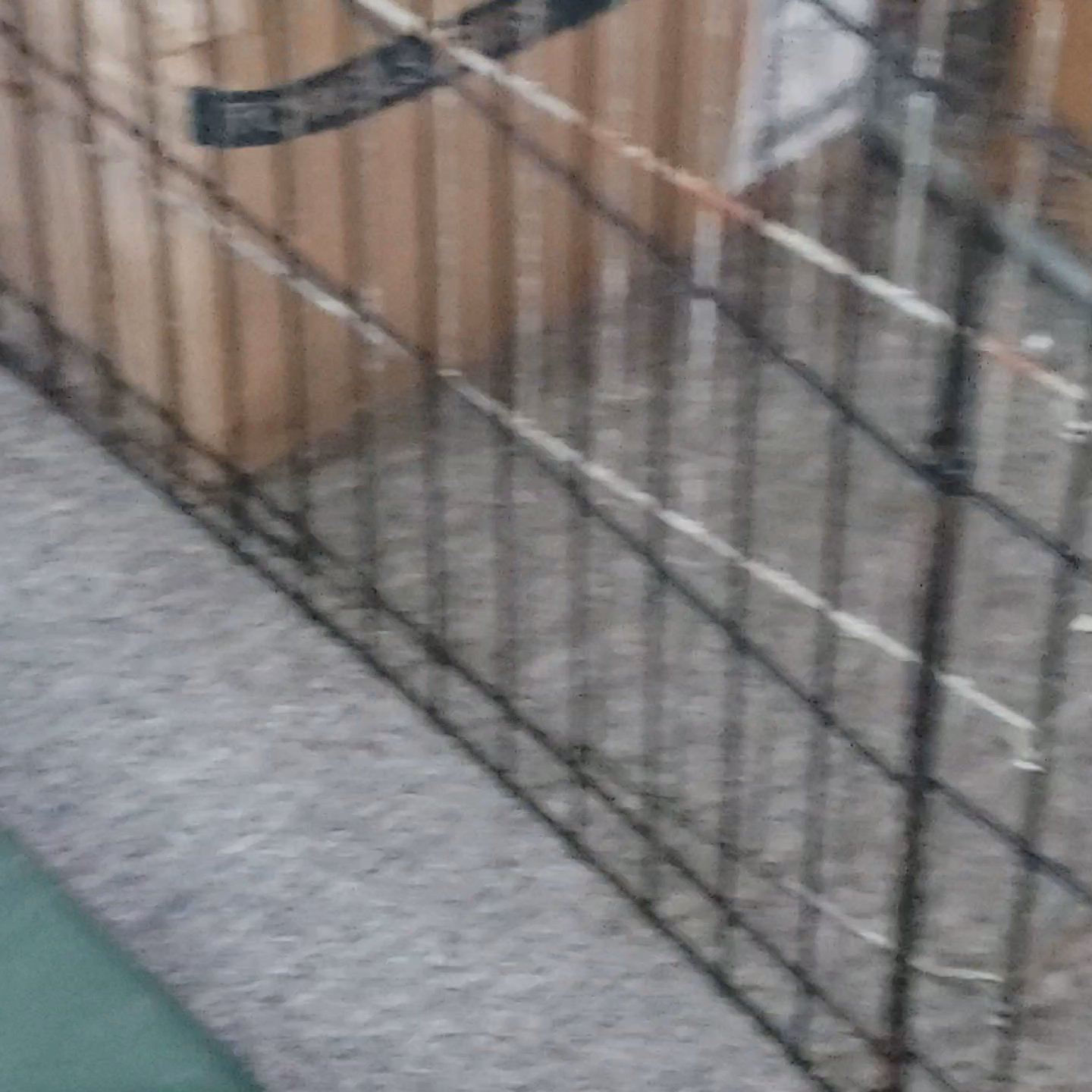 AKC Yorkie Male in Jonesboro, Arkansas