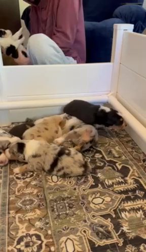 Australian Shepherd Puppies in Rockford (Township), Illinois
