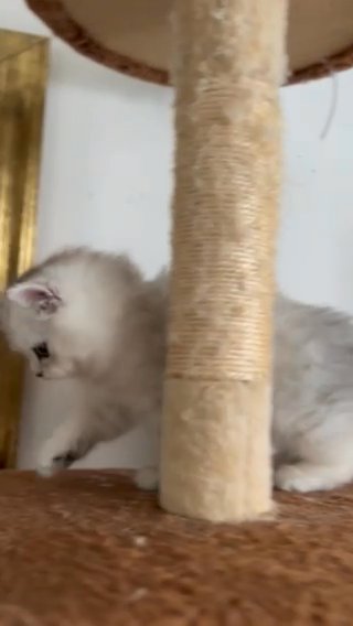 Persian Kitten Female in Ridgefield, New Jersey