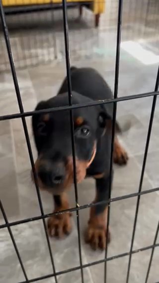AKC European Doberman - Orange in Atlanta, Georgia