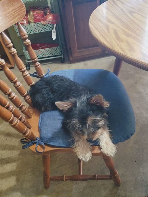 AKC Male Yorkie in Little Rock, Arkansas