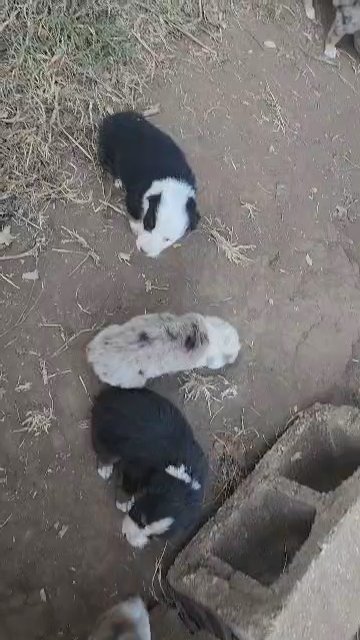 SOLD.   Aussies in Gardner, Kansas
